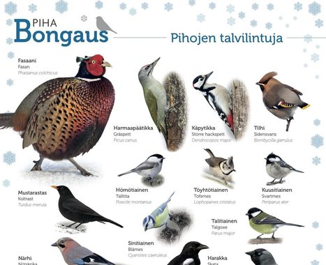 On jälleen Pihabongauksen aika – siinä oma piha kertoo linnuston muutoksesta | 1Uutiset - Lukemisen tähden | Scoop.it