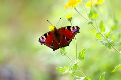 Les agences r&eacute;gionales de la biodiversit&eacute; font leurs premiers pas | Regards crois&eacute;s sur la transition &eacute;cologique | Scoop.it