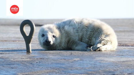 Suomenlahden &ouml;ljyturmariski korkeampi kuin vuosiin &ndash; uusi torjuntaj&auml;rjestelm&auml; suojaksi | 1Uutiset - Lukemisen t&auml;hden | Scoop.it