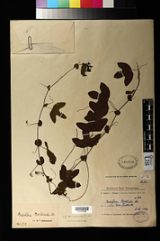 Smithsonian Digital Volunteers - outil de transcription collaborative - exemple de Passiflora Plants | Cabinet de curiosités numériques | Scoop.it