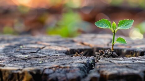 L’Office national des forêts et le défi de la transition écologique- Cour des comptes | Biodiversité | Scoop.it