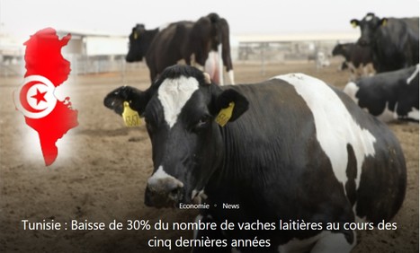 Tunisie : Baisse de 30% du nombre de vaches laitières au cours des cinq dernières années | Lait de Normandie... et d'ailleurs | Scoop.it