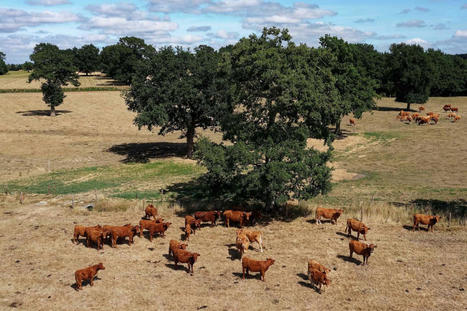 Hausse des coûts, baisse de la production : la sécheresse accentue le désarroi des éleveurs bovins | Actualité Bétail | Scoop.it