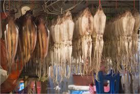 Outlaw fleet scoops tons and tons of squid from Argentine waters | OUR OCEANS NEED US | Scoop.it