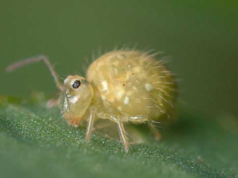 7 - Un TP, un article: La Croisière ça Mue | EntomoScience | Scoop.it