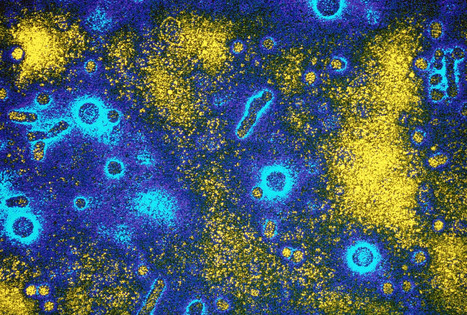 New drug &lsquo;functionally cures&rsquo; many hepatitis B virus infections | Virus World | Scoop.it