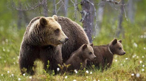 Pyrénées : Les images rares d’une ourse en train d’allaiter son petit | Biodiversité | Scoop.it