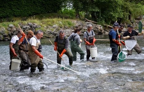 Gestion piscicole et aquatique : naissance de l'Union des Nestes | Vallées d'Aure & Louron - Pyrénées | Scoop.it