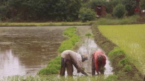 Understanding China's foreign agriculture investments in the developing world | ASIES | Scoop.it