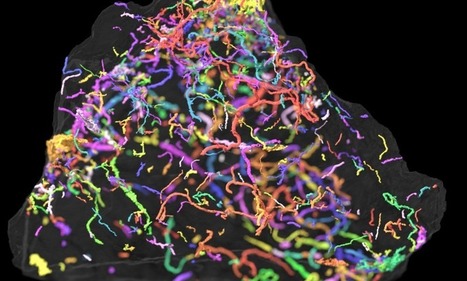 Half-a-billion-year-old fossils shed light animal evolution on earth | Amazing Science | Scoop.it