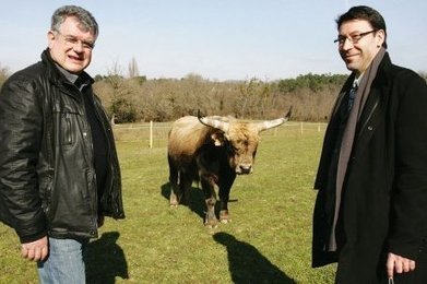 L'auroch, de Lascaux à la défense de la biodiversité | Pastoralisme Ours Loups Lynx | Scoop.it