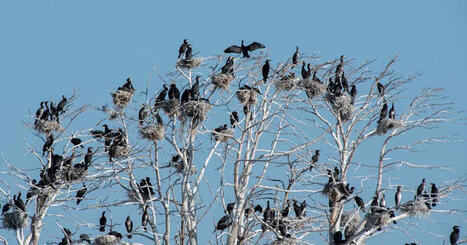 Storskarvar och vitkindade g&auml;ss kan snart f&aring; jagas &ndash; lag&auml;ndring &auml;r p&aring; g&aring;ng | Inrikes | 1Uutiset - Lukemisen t&auml;hden | Scoop.it