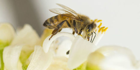 Les d&eacute;put&eacute;s votent une interdiction des pesticides tueurs d&rsquo;abeilles | EntomoNews | Scoop.it