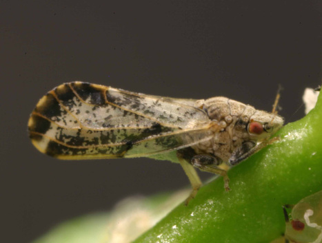 La Guadeloupe et la Martinique sont d&eacute;sormais menac&eacute;es par le zika et le citrus greening | EntomoNews | Scoop.it