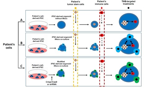 Modélisation de l’interaction entre le microenvironnement et les cellules tumorales dans les tumeurs cérébrales | Life Sciences Université Paris-Saclay | Scoop.it