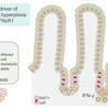 Mucosal Immunity