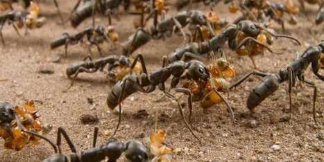 Les fourmis, redoutables stratèges militaires | EntomoNews | Scoop.it