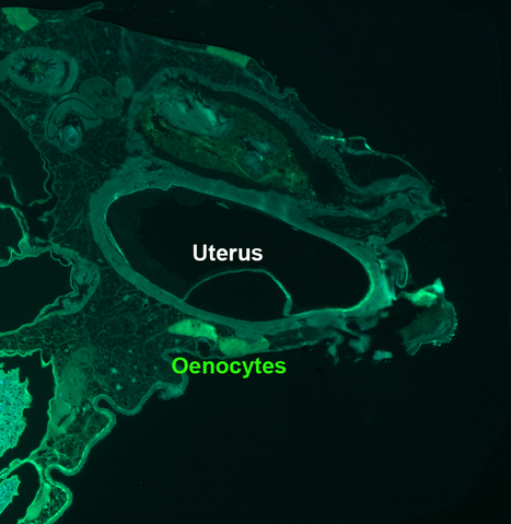 A Fatty Acid Anabolic Pathway in Specialized-Cells Sustains a Remote Signal that Controls Egg Activation in Drosophila | I2BC Paris-Saclay | Scoop.it