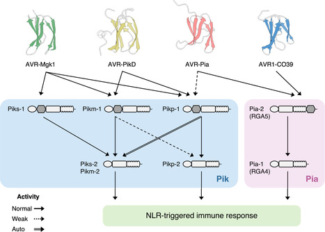 PLOS Biology: Disentangling the complex gene interaction networks between rice and the blast fungus identifies a new pathogen effector (2023) | Publications | Scoop.it