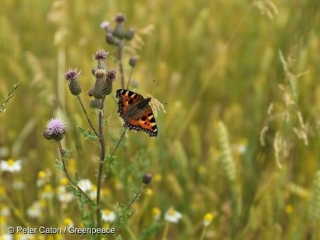 Pesticides n&eacute;onicotino&iuml;des : les pollinisateurs ne sont pas les seuls &agrave; &ecirc;tre menac&eacute;s | EntomoNews | Scoop.it