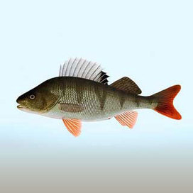 Kalat | 1Uutiset - Lukemisen t&auml;hden | Scoop.it