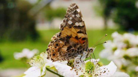 Les belles-dames, ces jolis papillons qui ont adopté la France - Journal L'Est Éclair | Variétés entomologiques | Scoop.it