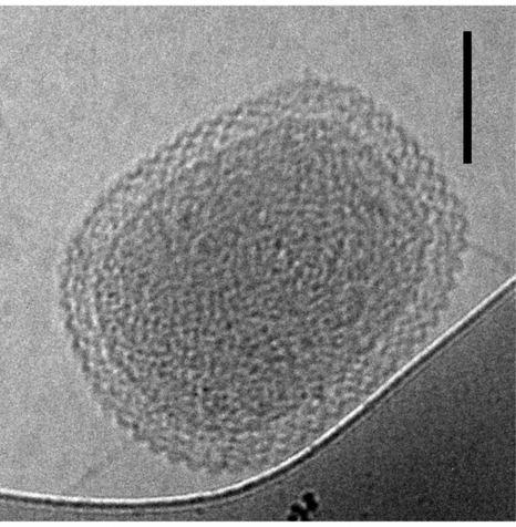 Researchers uncover a potent genetic element in Earth’s smallest life forms | Genetics - GEG Tech top picks | Scoop.it