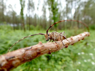Nématode du pin : détecté dans les Landes, il fait trembler la forêt et les autorités | Landes - Conseils municipaux & communautaires | Scoop.it