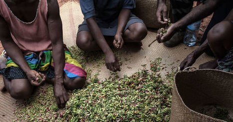 A Madagascar, la filière du clou de girofle se modernise ... | La Cabane aux Arômes | Scoop.it