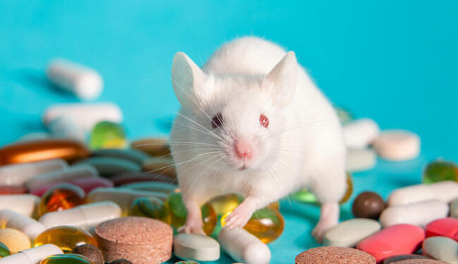 Poissons drogués, oiseaux sous antidépresseurs... comment nos substances menacent les animaux
