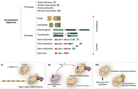Yeast domestication | CurB | RMH | Scoop.it