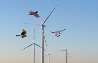 Les oiseaux ont fait plier le projet d’implantation d’un parc de quatre éoliennes en Seine-Maritime | Une semaine d'actu - Newsletter de veille de l'AURH | Scoop.it