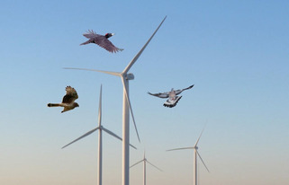 Les oiseaux ont fait plier le projet d’implantation d’un parc de quatre éoliennes en Seine-Maritime | Veille territoriale AURH | Scoop.it