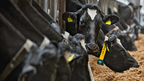 Is this The Future of Dairy Farming? | Technology in Business Today | Scoop.it