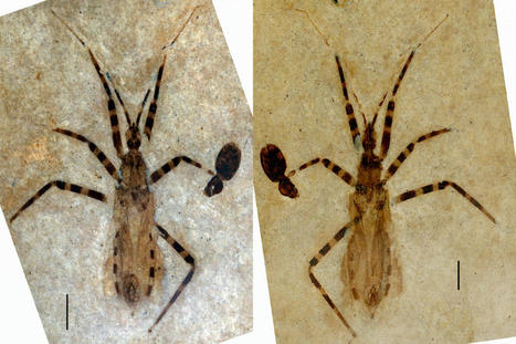 Un réduve assassin mâle fossilisé vieux de 50 millions d'années, aux pièces génitales particulièrement bien conservées, vient d'être décrit comme nouvelle espèce | EntomoNews | Scoop.it