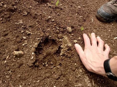 En Creuse, on se prépare au grand retour du loup - Guéret (23000) - La Montagne | Loup | Scoop.it