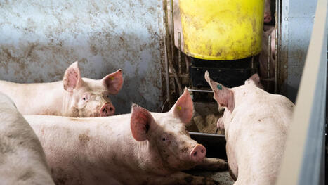 New online tool models pig nutrition and performance - Food & Agribusiness | SCIENCES DE L' ANIMAL | Scoop.it