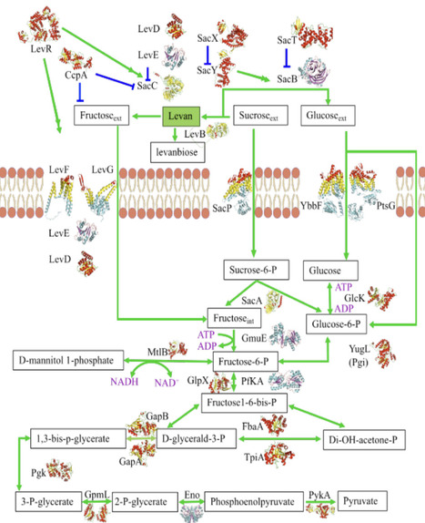Structural and Boolean Network Modeling of the Levan Biosynthetic Pathway in Bacillus subtilis | brvm | RMH | Scoop.it