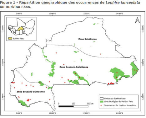 Sensibilit&eacute; des mod&egrave;les de distribution d'esp&egrave;ces &agrave; l'algorithme choisi : cas de Lophira lanceolata et implications pour sa conservation au Burkina Faso | &Eacute;cosyst&egrave;mes Tropicaux | Scoop.it