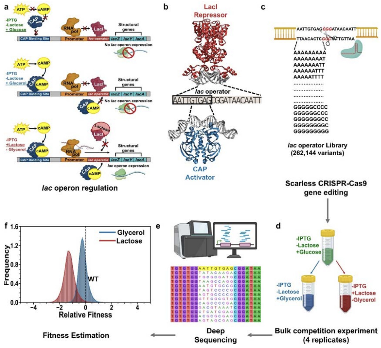 The fitness landscape of the E.coli lac operato...