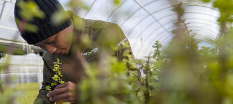 Indigenous Biodiversity: How &ldquo;miracle plant&rdquo; spekboom is helping revive South Africa&rsquo;s Eastern Cape | Biodiversity, Climate Change, Environment, Conservation, Forestry, Fisheries, Oceans and Coasts | Scoop.it