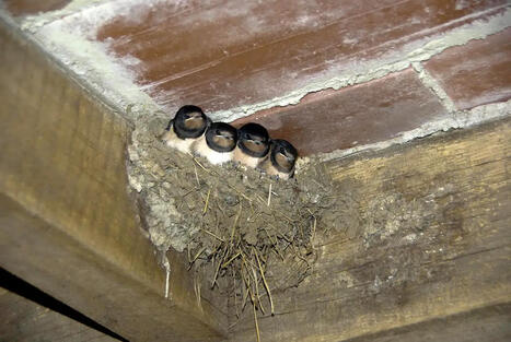 En Aveyron, le p&eacute;rilleux printemps des hirondelles - Millavois.com | Biodiversit&eacute; | Scoop.it