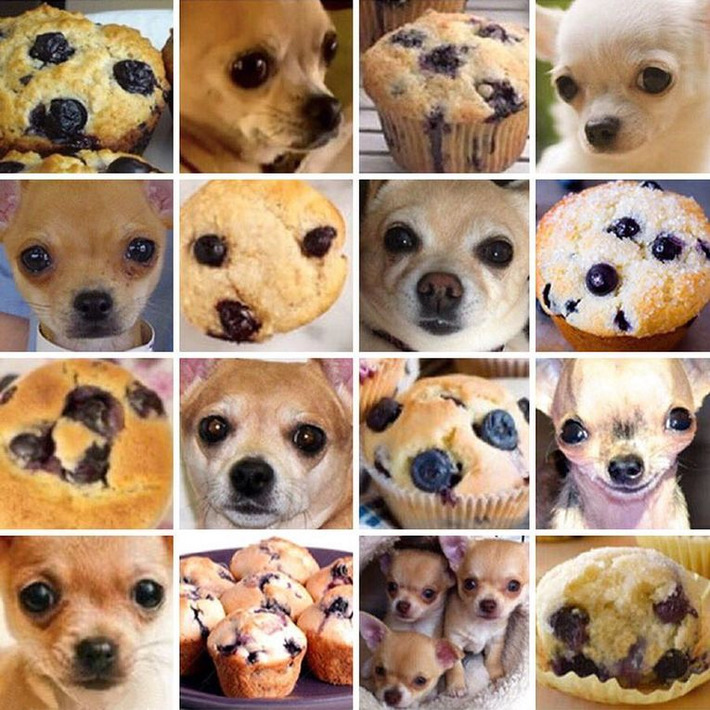 Puppy or Muffin? How #deepLearning enabled computer vision & made The Business of Artificial Intelligence possible via @hbr | WHY IT MATTERS: Digital Transformation | Scoop.it