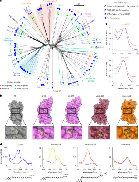 Structural insights into light harvesting by an...