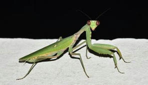 Hierodula patellifera, une esp&egrave;ce de mante originaire d&rsquo;Asie d&eacute;couverte pour la premi&egrave;re fois en France | EntomoNews | Scoop.it