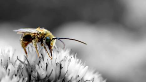 Insectes et agriculture : le déclin des pollinisateurs cause des décès humains | Les Colocs du jardin | Scoop.it
