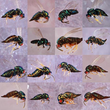Hidden Diversity: One Wasp Species is Actually 16 | Amazing Science | Scoop.it