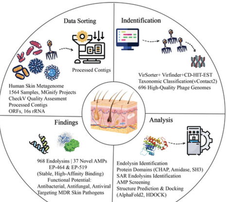 Exploration of Human Skin Phageome to Reveal Endolysins and Novel Antimicrobial Peptides for Therapeutic Applications | mbo | RMH | Scoop.it