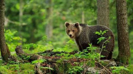 Pyr&eacute;n&eacute;es: Pourquoi la question de l'ours est-elle de plus en plus sensible? | Biodiversit&eacute; | Scoop.it