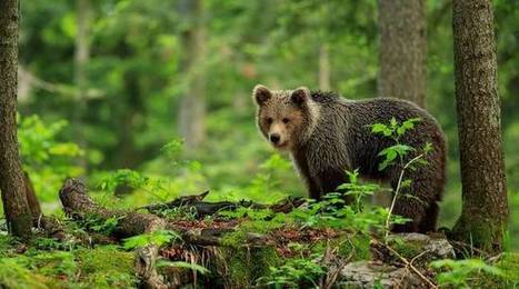 Pyrénées: Pourquoi la question de l'ours est-elle de plus en plus sensible? | Biodiversité | Scoop.it